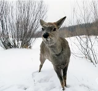 狍子图片高清下载：免费获取高清狍子图片，做你的电脑桌面壁纸