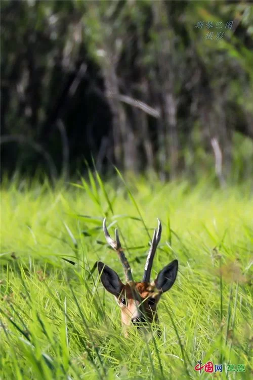 狍子图片高清下载：免费获取高清狍子图片，做你的电脑桌面壁纸