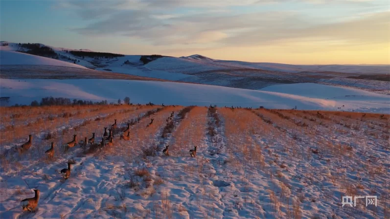狍子图片高清下载：免费获取高清狍子图片，做你的电脑桌面壁纸