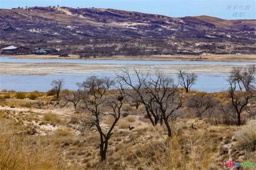 狍子图片高清下载：免费获取高清狍子图片，做你的电脑桌面壁纸