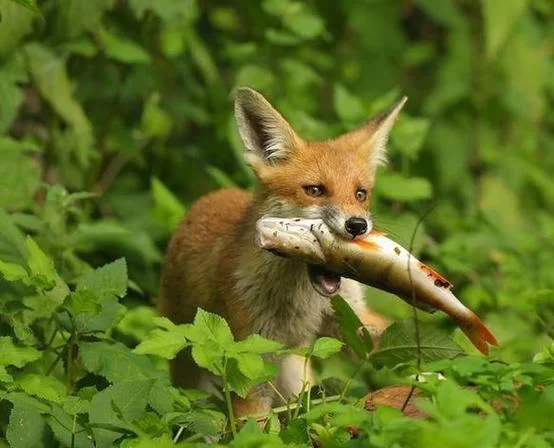 狐狸站不起来,这几个原因你都了解吗? 狐狸站不起来,这几个原因你都了解吗?