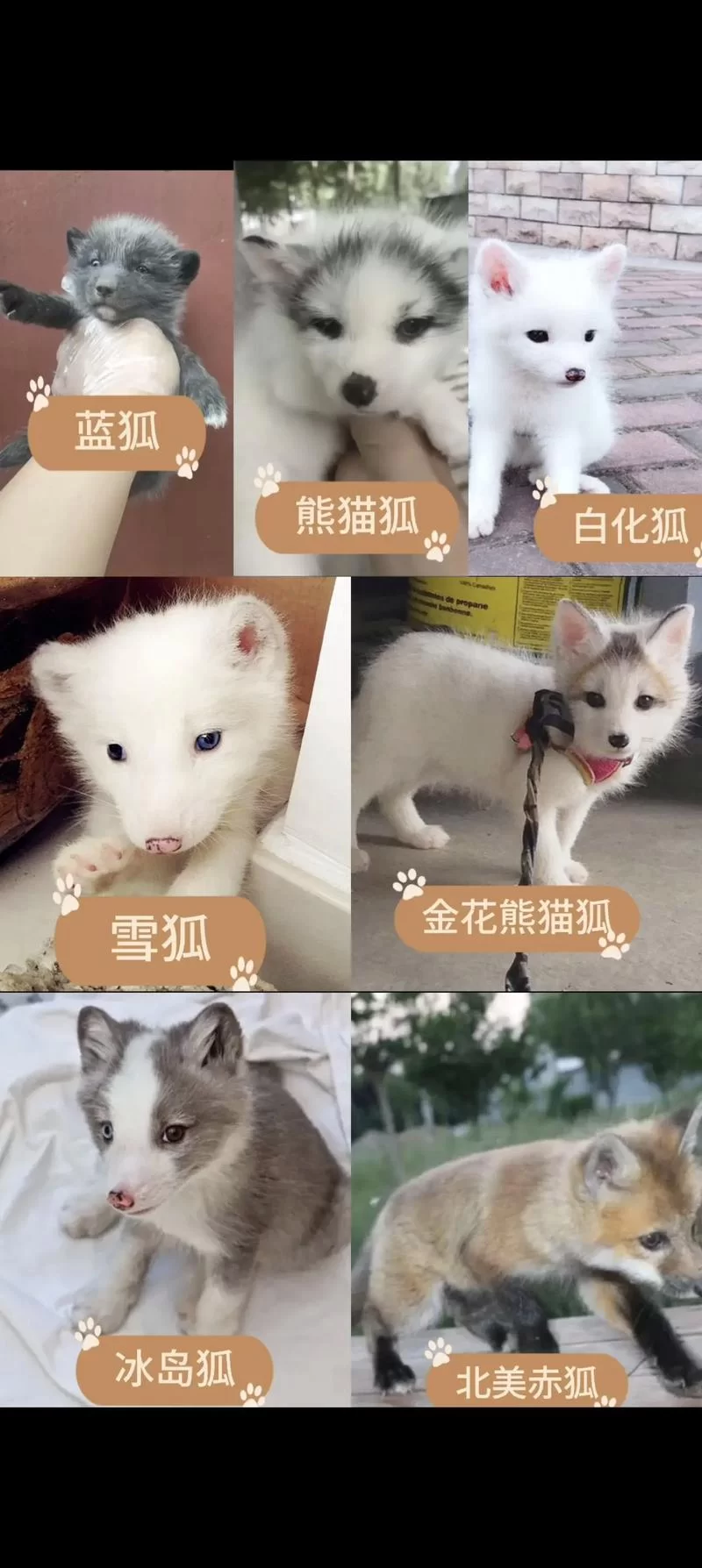 狐狸站不起来,这几个原因你都了解吗? 狐狸站不起来,这几个原因你都了解吗?