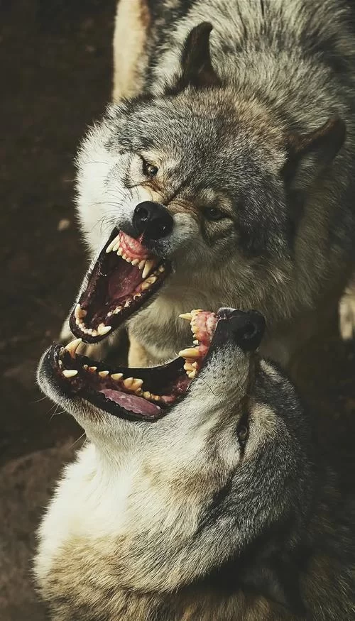 狼吃什么？揭秘狼的猎食习惯和食物种类