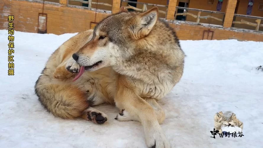 狼王饲料制作方法详解，快速捕捉狼王秘诀