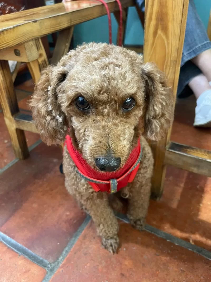 猫南北是什么意思?和“狗东西”有什么关系? 猫南北是什么意思?和“狗东西”有什么关系?