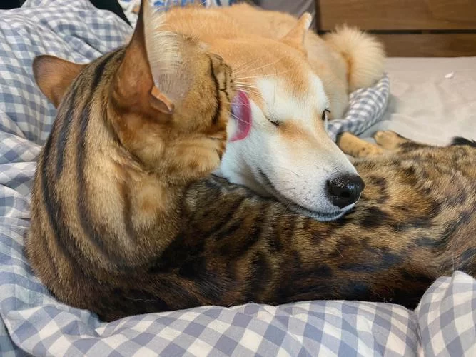 猫南北是什么意思？和“狗东西”有什么关系？