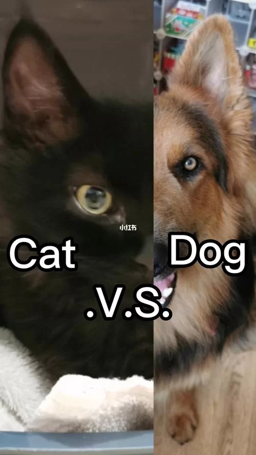 猫南北是什么意思？和“狗东西”有什么关系？