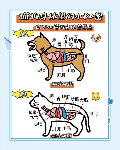 猫南北是什么意思？和“狗东西”有什么关系？