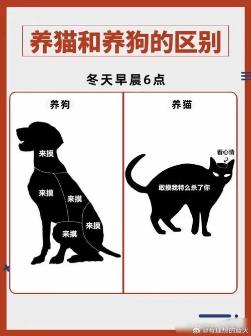 猫南北是什么意思？和“狗东西”有什么关系？
