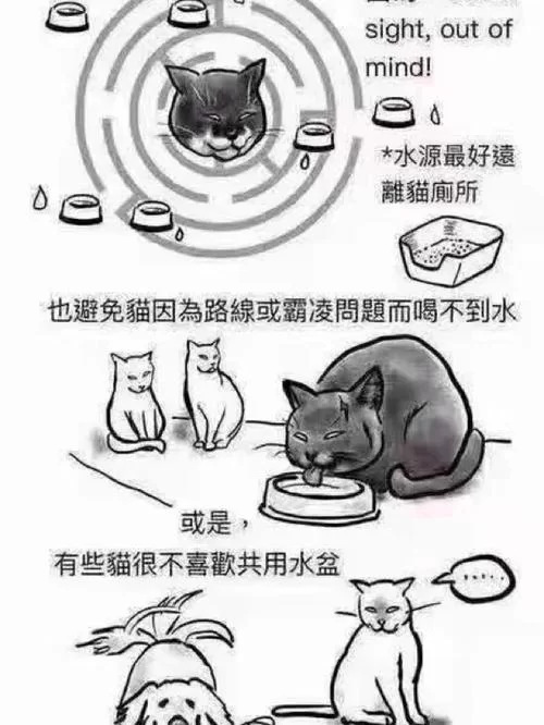 猫卡池是什么意思？详解猫卡池的用途和原理