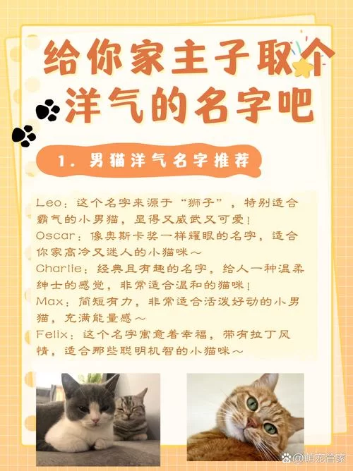 猫咪地域网名入口大全:好听又独特的猫咪网名推荐 猫咪地域网名入口大全:好听又独特的猫咪网名推荐
