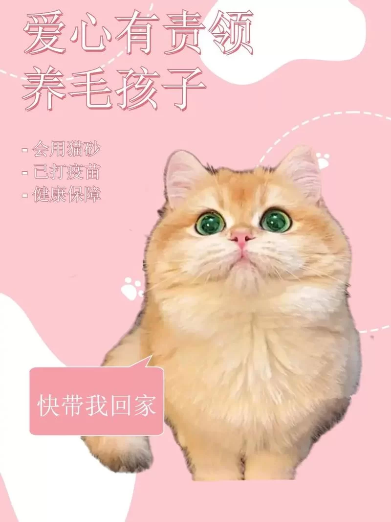 猫咪官网app最新版:超多猫咪等你领养! 猫咪官网app最新版:超多猫咪等你领养!