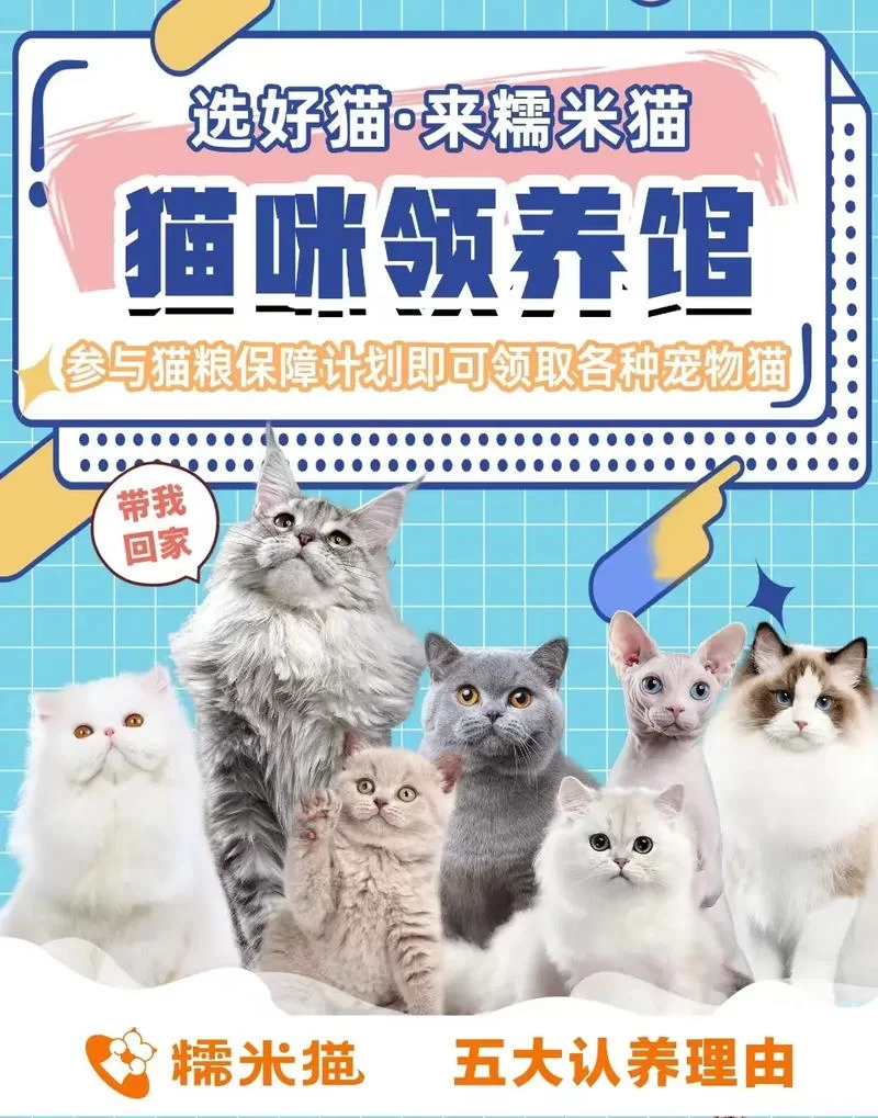 猫咪官网app最新版：超多猫咪等你领养！