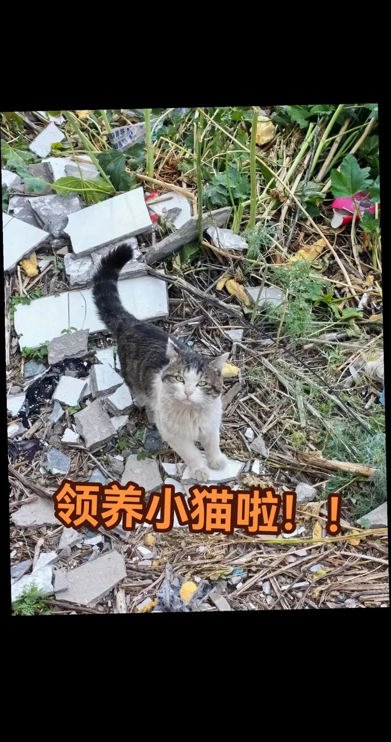 猫咪官网app最新版：超多猫咪等你领养！