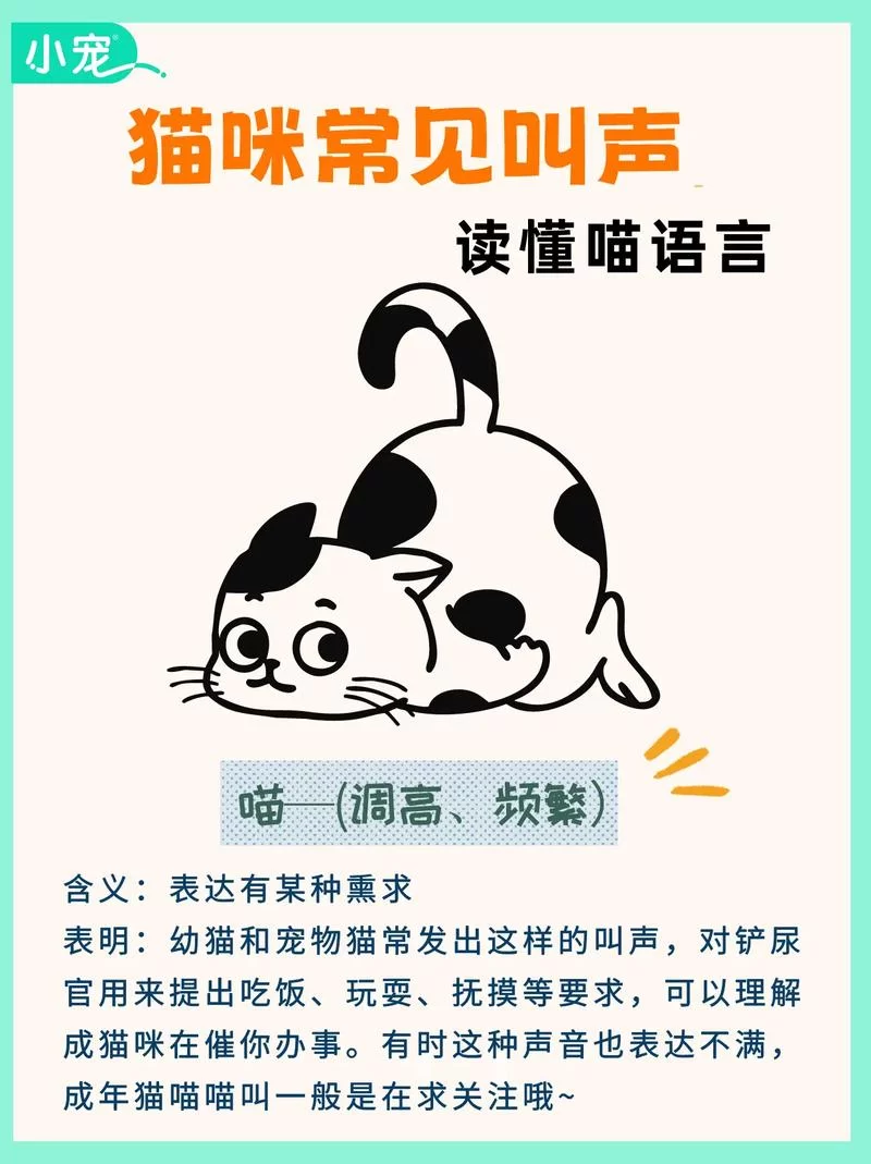 猫咪段子官网下载最新版：每日更新，欢乐无限