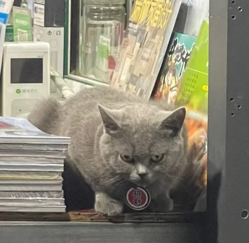 猫咪段子官网下载最新版：每日更新，欢乐无限
