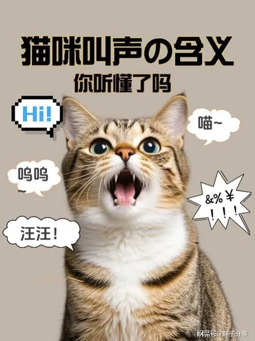 猫咪段子官网下载最新版：每日更新，欢乐无限