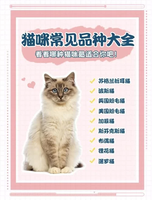 猫咪永久域名大全：永久有效网址收藏