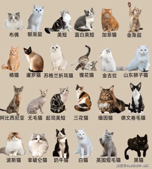 猫咪永久域名大全：永久有效网址收藏