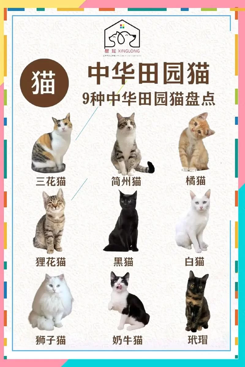 猫咪永久域名大全：永久有效网址收藏