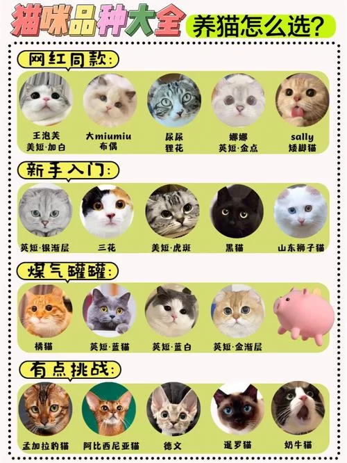 猫咪永久域名大全：永久有效网址收藏