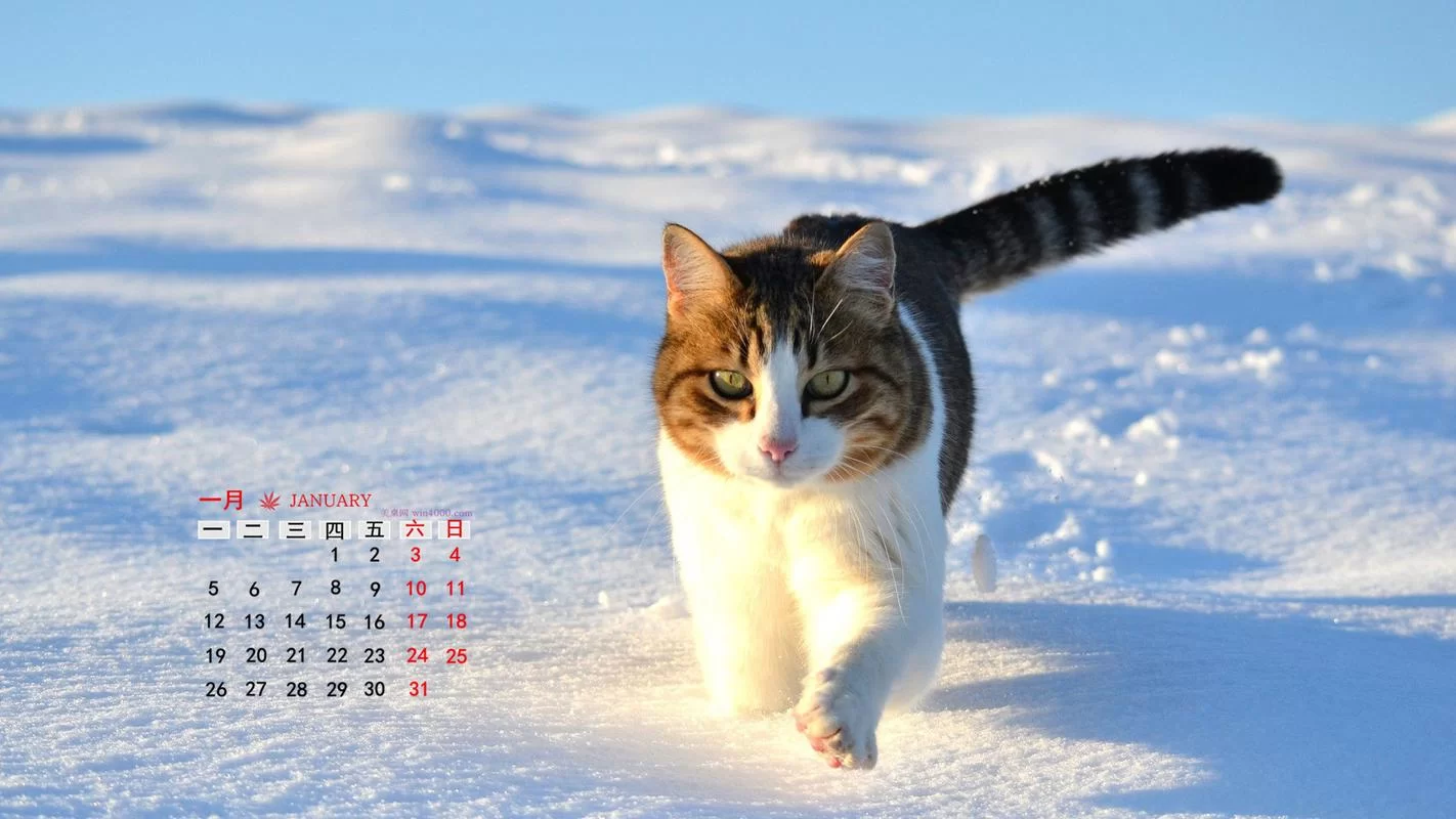 猫咪永久域名大全：永久有效网址收藏