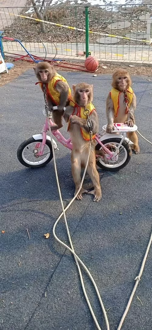 猴戏的含义是什么？深入解读猴戏的文化内涵