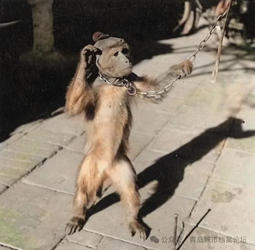 猴戏的含义是什么？深入解读猴戏的文化内涵
