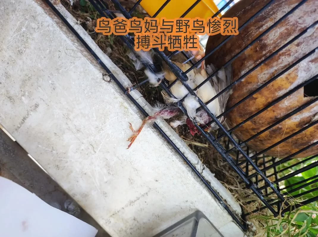 珍珠鸟蛋孵化期是多久？新手饲养必看实用指南