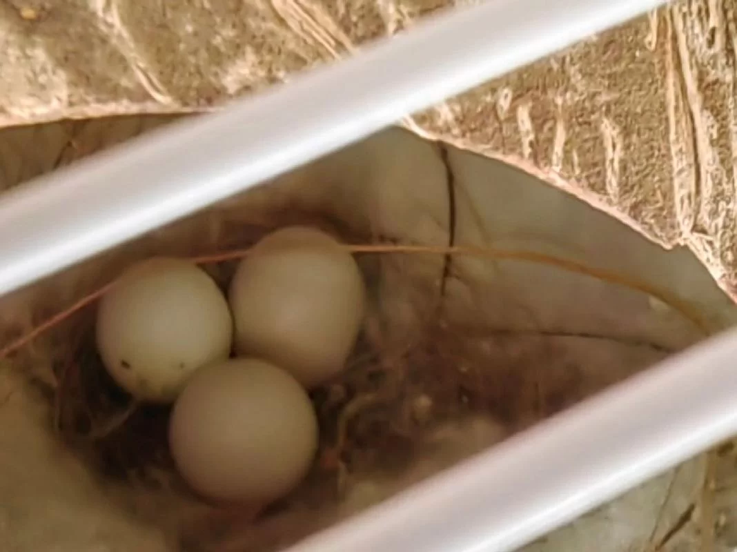 珍珠鸟蛋孵化期是多久？新手饲养必看实用指南