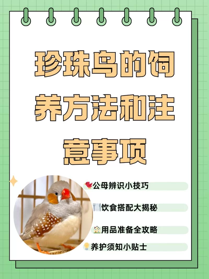 珍珠鸟蛋孵化期是多久？新手饲养必看实用指南