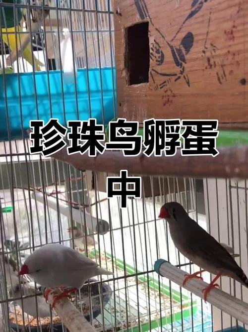 珍珠鸟蛋孵化期是多久？新手饲养必看实用指南