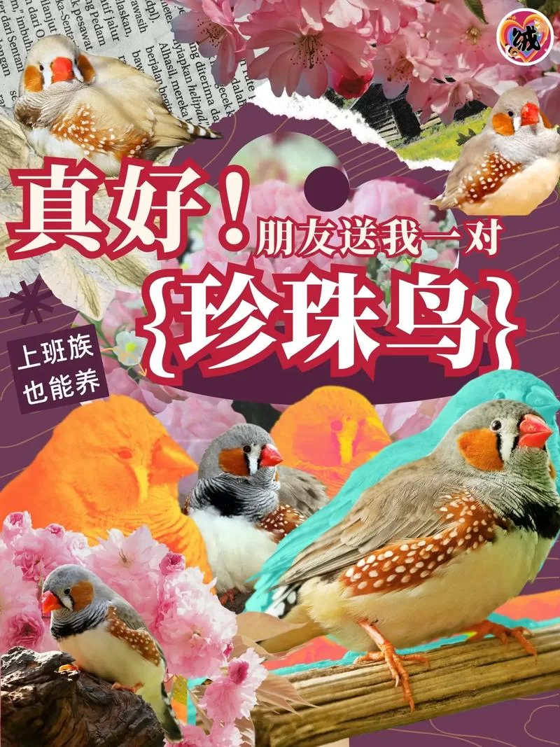 珍珠鸟蛋孵化期是多久？新手饲养必看实用指南