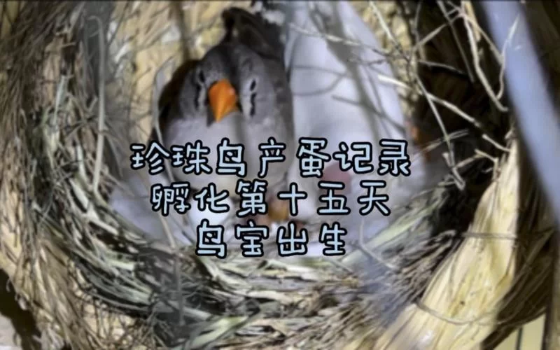 珍珠鸟蛋孵化期是多久？新手饲养必看实用指南