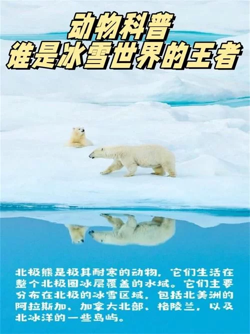 白色北极熊：它们是怎样适应极地环境的？