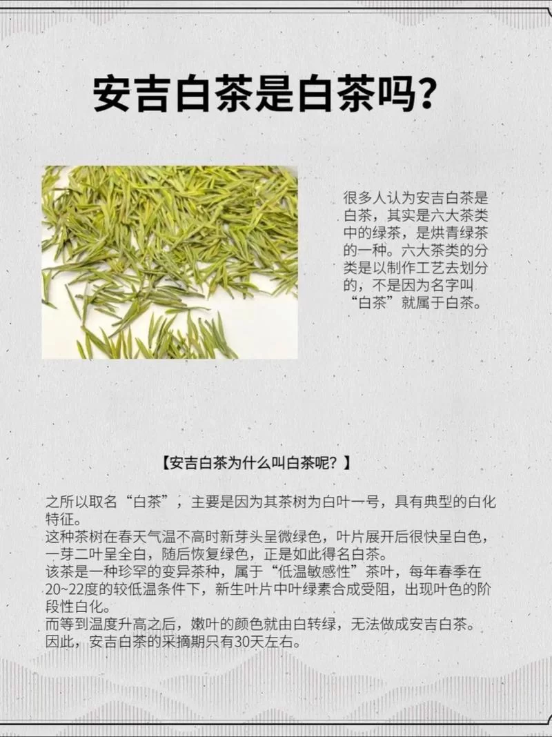 白茶属于哪种茶？小白也能轻松学会辨别茶叶种类