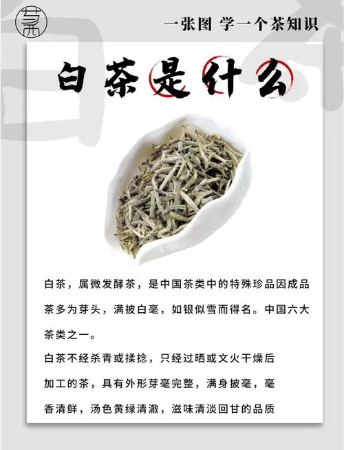 白茶属于哪种茶？小白也能轻松学会辨别茶叶种类