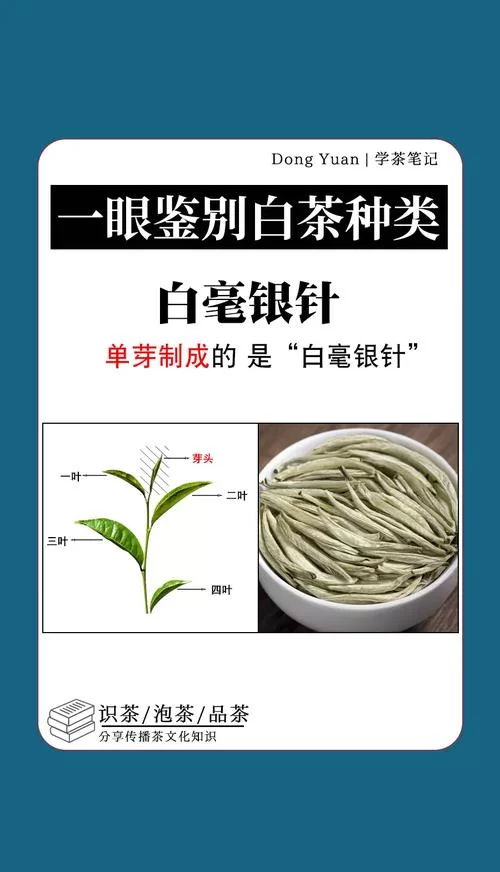 白茶属于哪种茶？小白也能轻松学会辨别茶叶种类