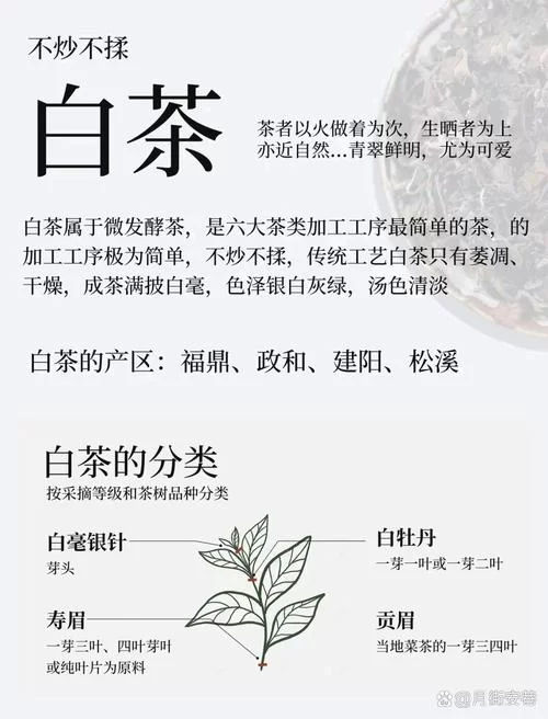 白茶属于哪种茶？小白也能轻松学会辨别茶叶种类