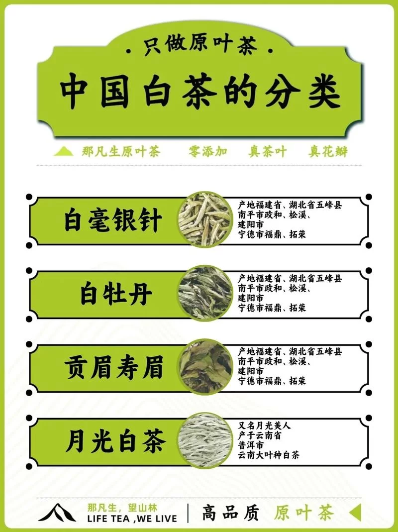 白茶属于哪种茶？小白也能轻松学会辨别茶叶种类