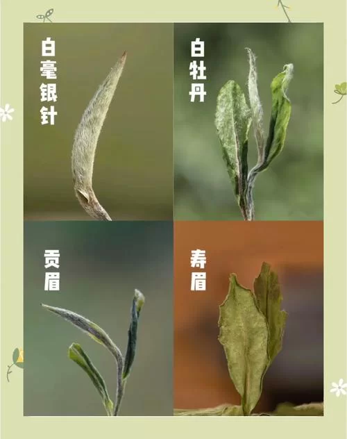白茶属于哪种茶？小白也能轻松学会辨别茶叶种类