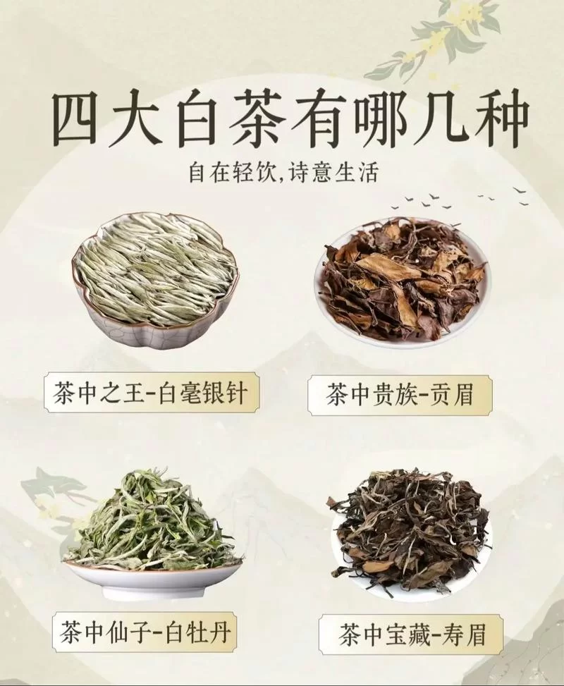白茶属于哪种茶？小白也能轻松学会辨别茶叶种类
