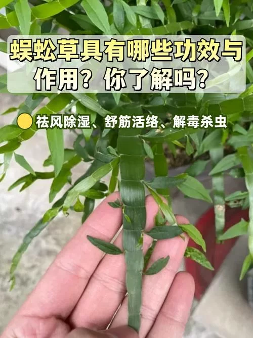 百足蜈蚣的秘密：生活习性、药用价值大揭秘