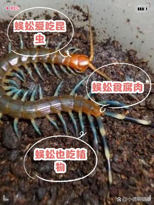 百足蜈蚣的秘密：生活习性、药用价值大揭秘