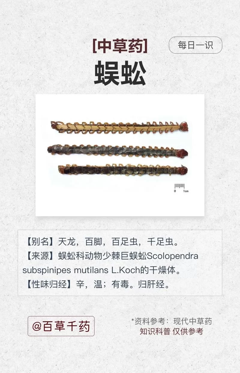 百足蜈蚣的秘密：生活习性、药用价值大揭秘