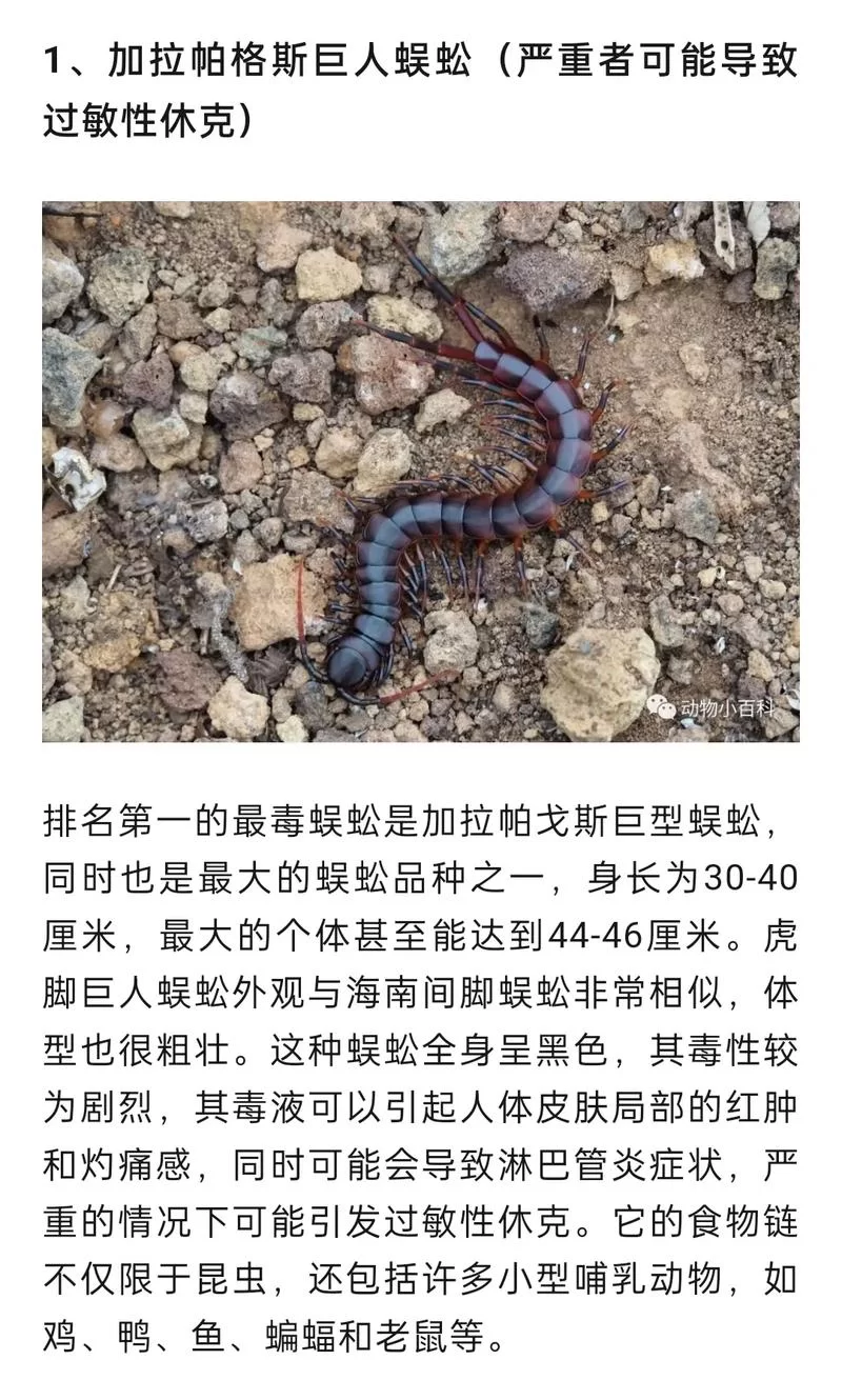 百足蜈蚣的秘密：生活习性、药用价值大揭秘