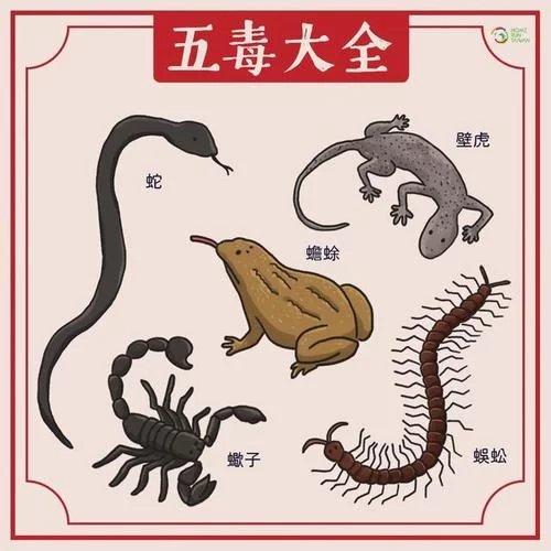 百足蜈蚣的秘密：生活习性、药用价值大揭秘