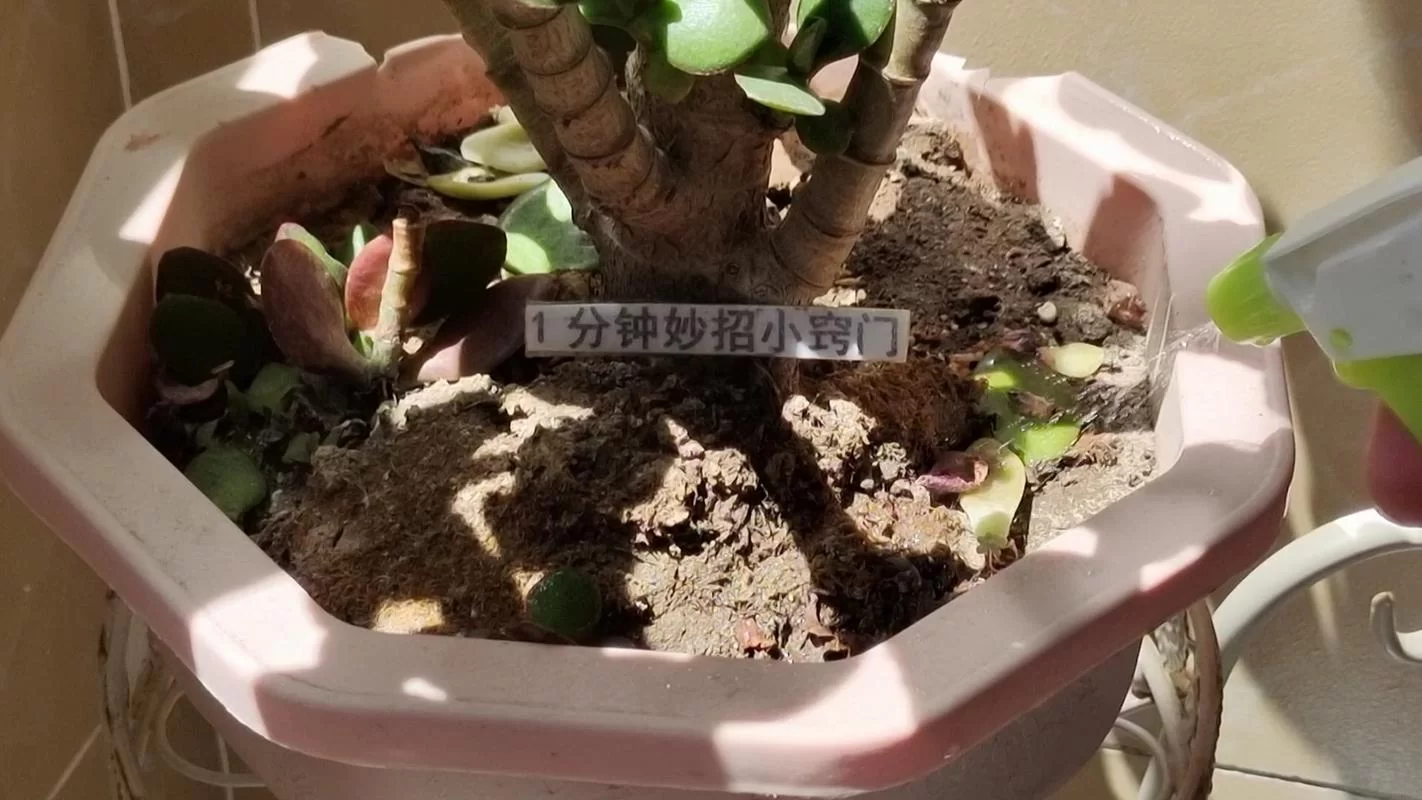 盆栽土壤板结影响植物生长？教你几招轻松解决