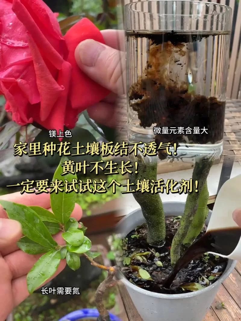 盆栽土壤板结影响植物生长？教你几招轻松解决