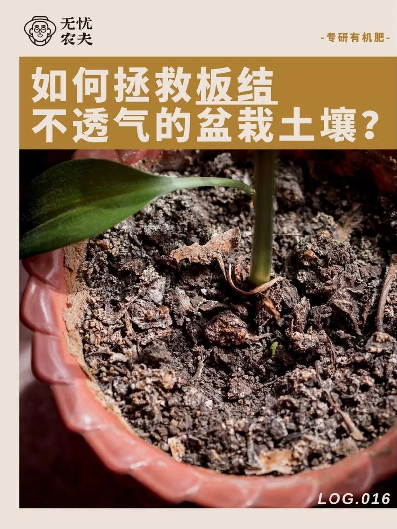 盆栽土壤板结影响植物生长？教你几招轻松解决